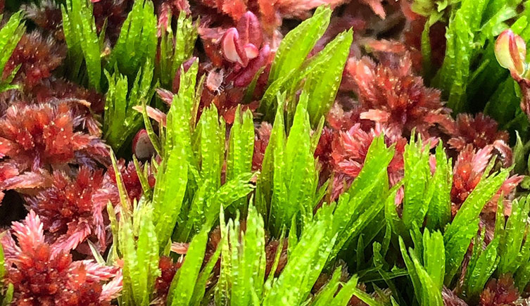A patch of waved fork-moss, showing green fronds