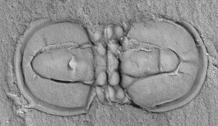 Fossil of a small trilobite with two thoracic segments