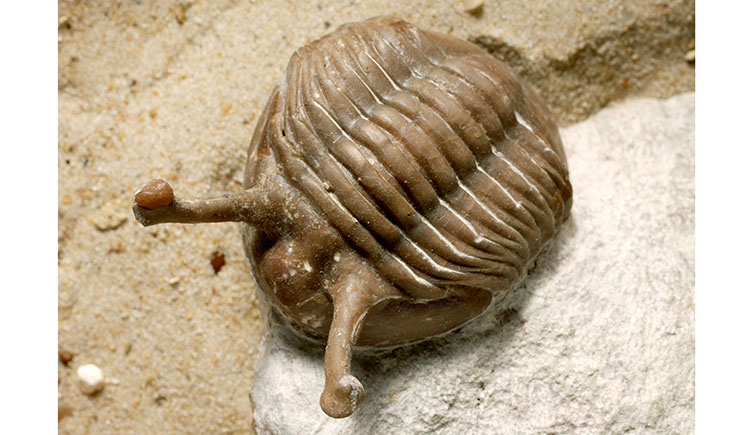 A trilobite with its eyes on long stalks
