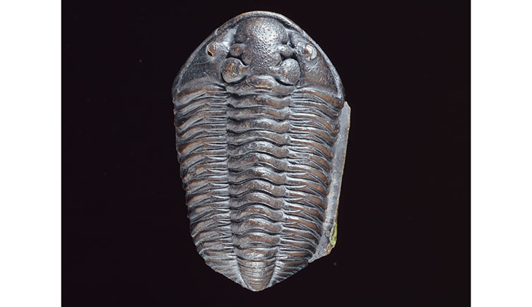 A trilobite fossil