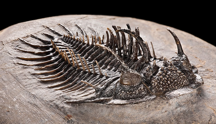 A Comura trilobite, featuring many spines on its body