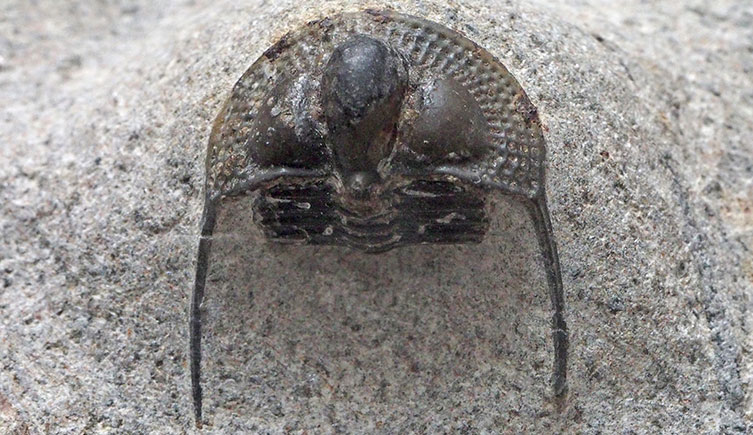 A fossil of an Onnia trilobite, showing its small body and long genal spines