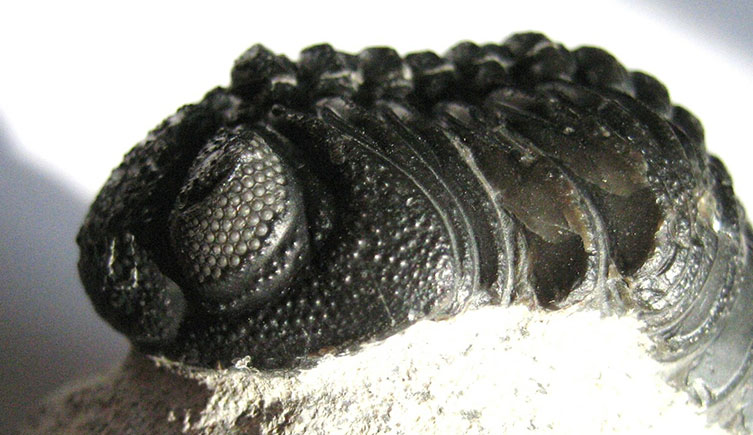 A Phacops trilobite, showing the unusual round lenses that make up its eyes