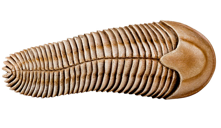 Illustration of Spriggina, a many-segmented prehistoric animal