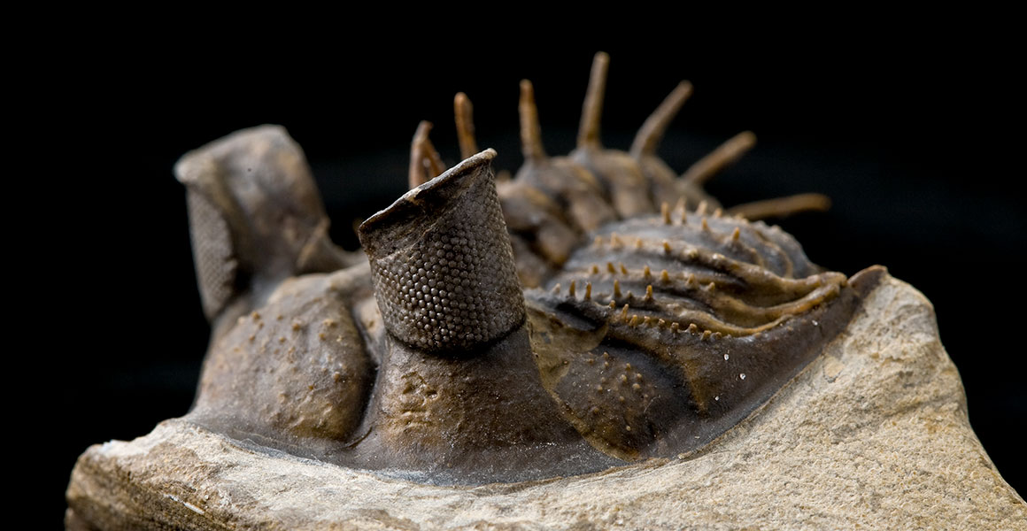 Fossil of a trilobite with tall tower-like eyes and tall spines along its back.
