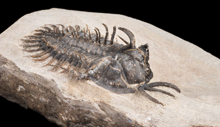 A Walliserops trilobite, showing a trident-like structure protruding from its face