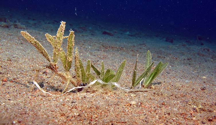 A bare seabed with a sole seagrass plant growing