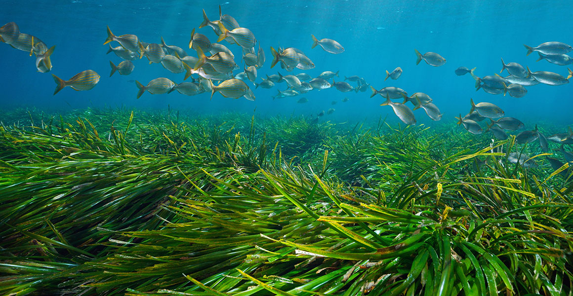 A seagrass meadow with fish swimming above it
