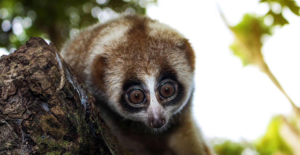 A slow loris in a tree