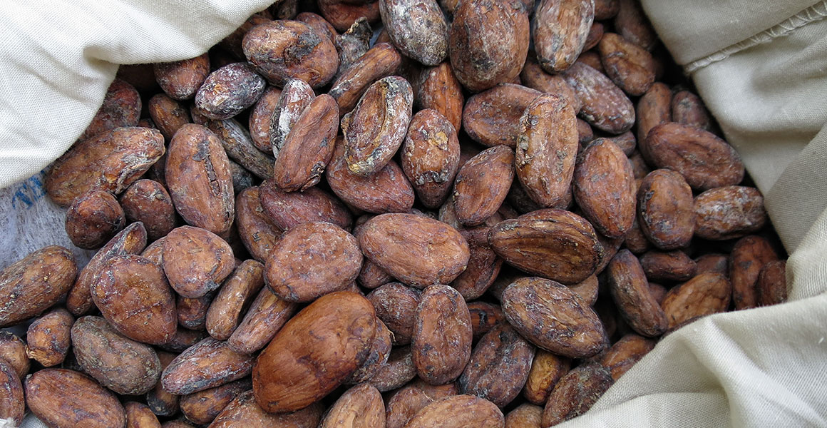 Farmed cocoa beans removed from their pods and flesh