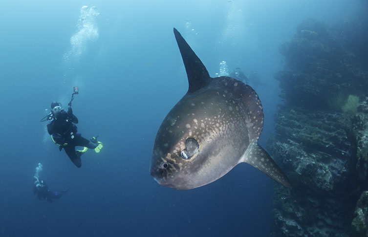 A sunfish and a diver swimming