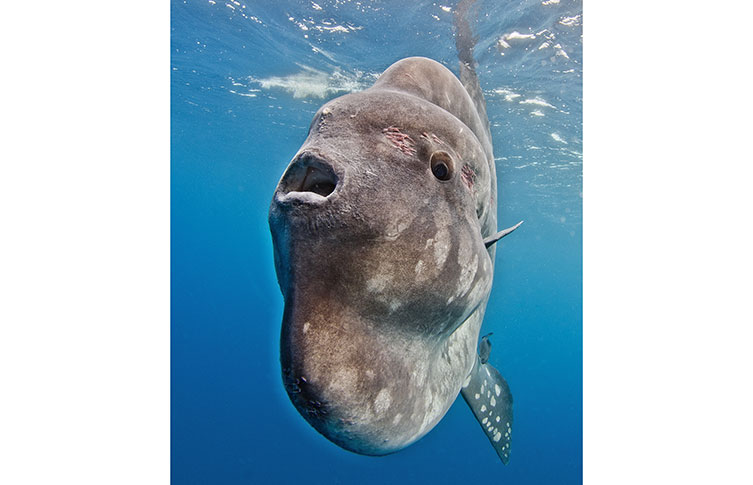 An ocean sunfish showing its funnel-like mouth