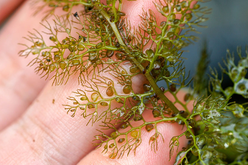 Close up of a common bladderwort plant stem with many tiny, round traps