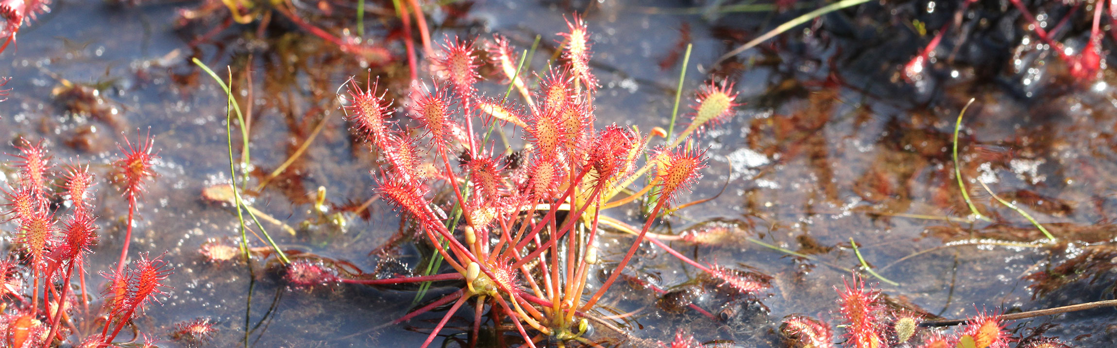 Sundew plants growing in a waterlogged area