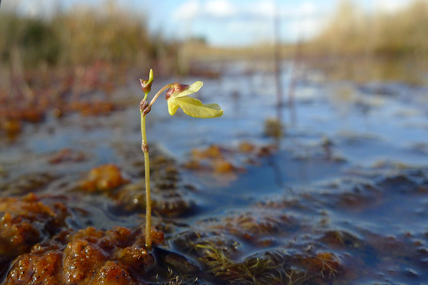 A lesser bladderwort growing in shallow water