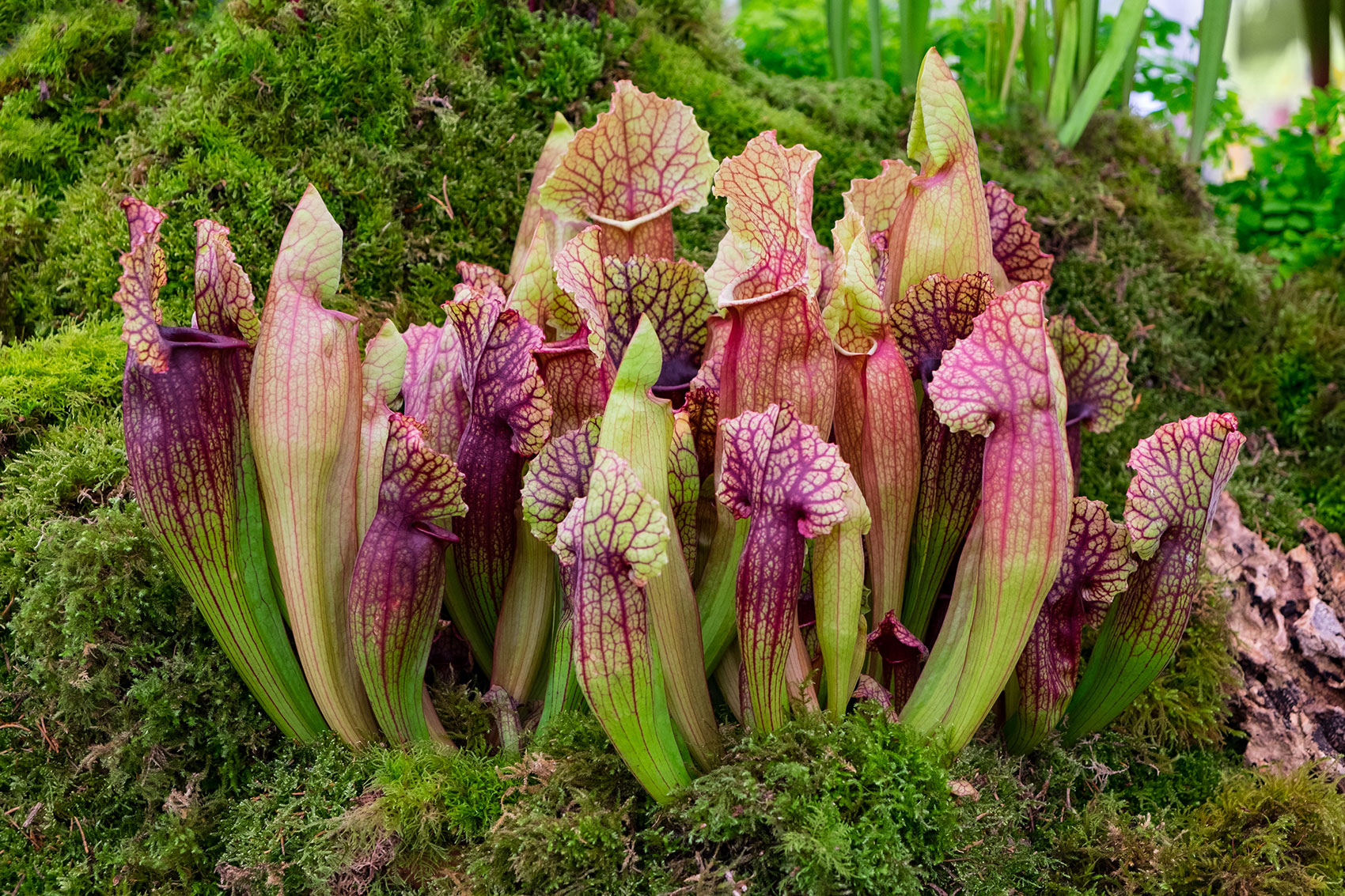 Sarracenia pitcher plants growing up from mossy ground