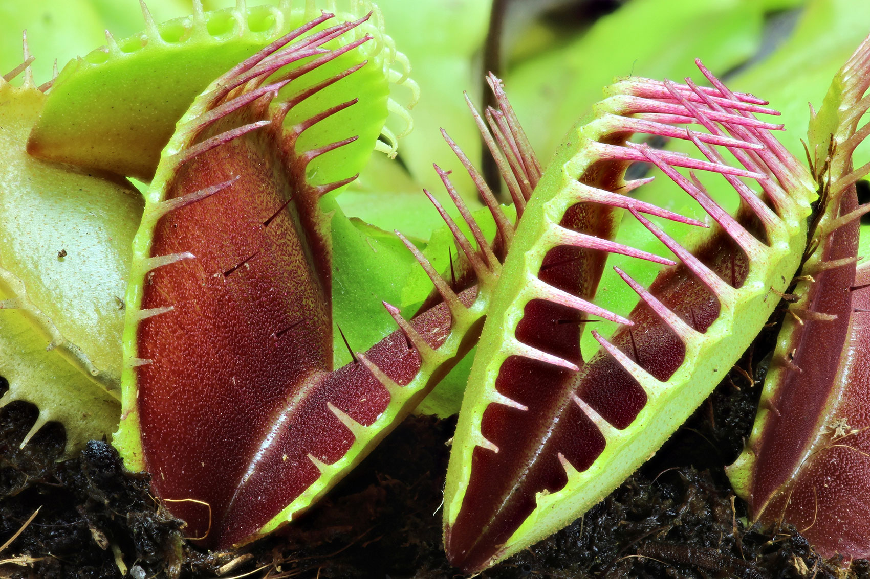Two open Venus flytraps