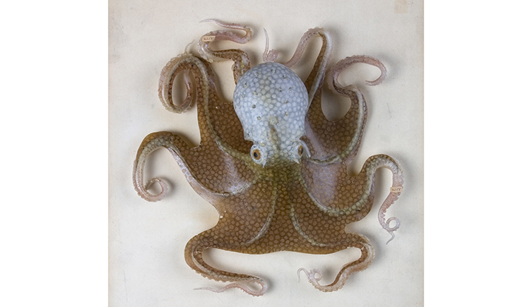 Blaschka glass model of a common octopus