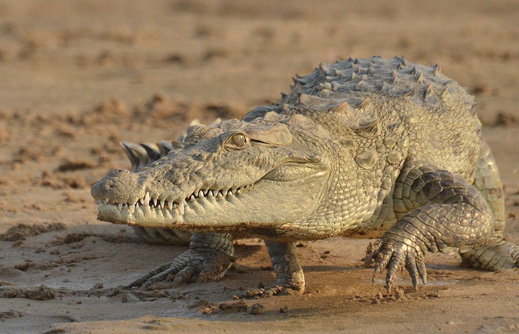 An Indian mugger crocodile