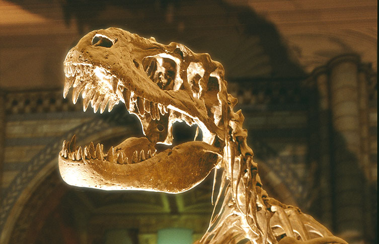 An Albertosaurus skeleton in the Museum's Dinosaurs gallery