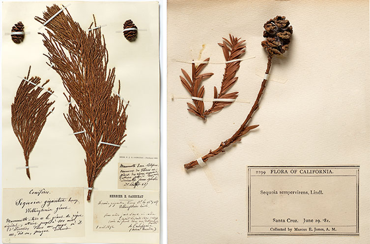 Aerial view of two herbarium sheets, side-by-side, showing tree leaves, cones and specimen labels that state the species name, who collected the specimen and where