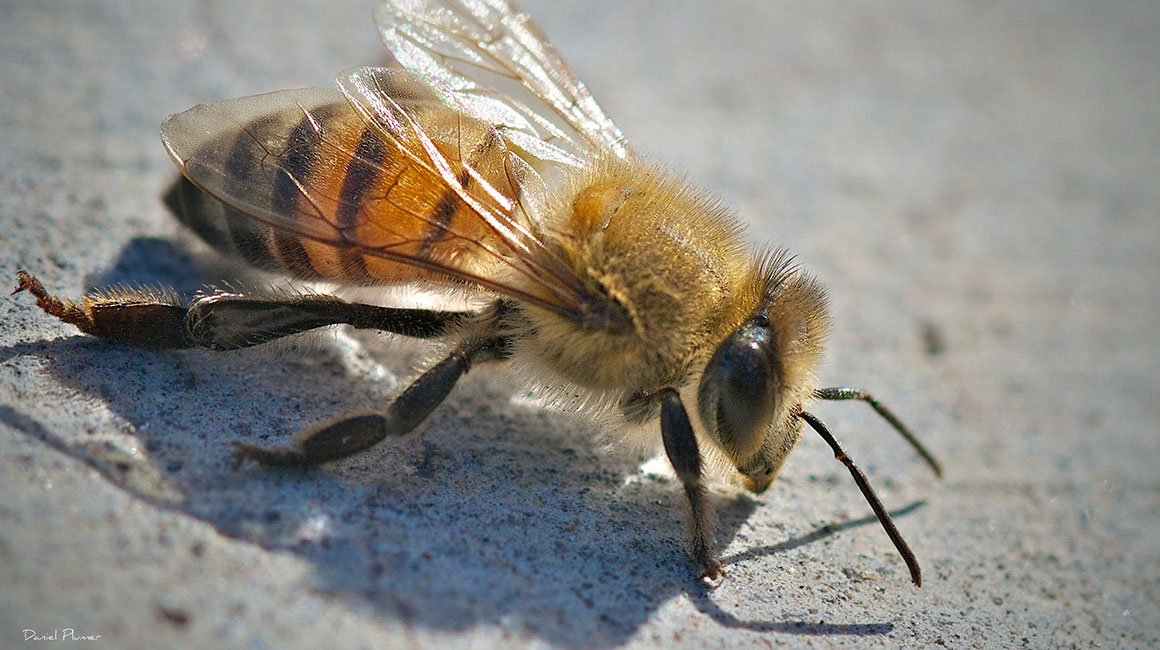 A killer bee © David Plumer