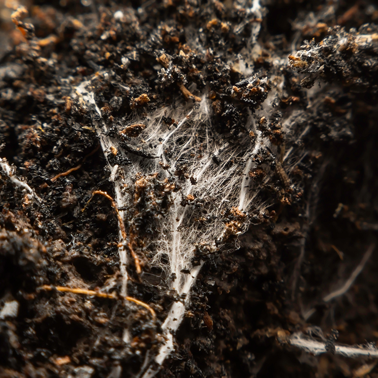 fungus