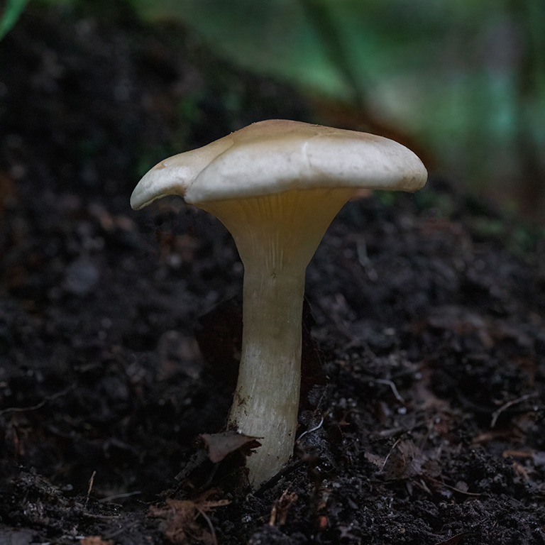 fungus