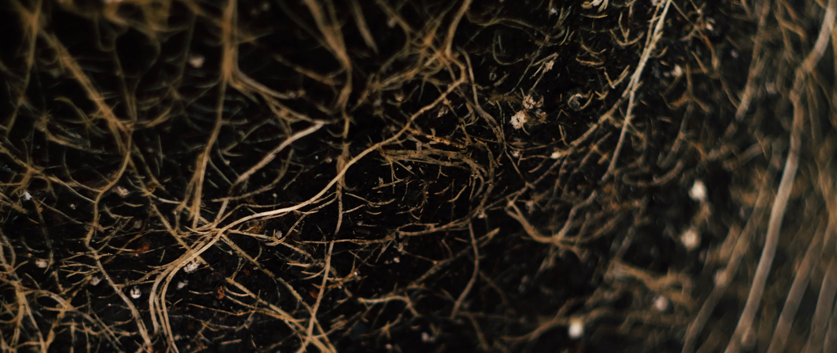 A tangle of plant roots wind through soil