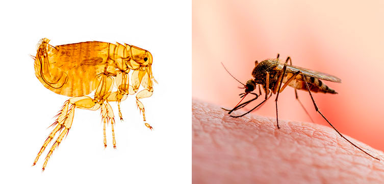 Microscope image of a flea specimen next to a close-up photo of a mosquito biting someone's skin