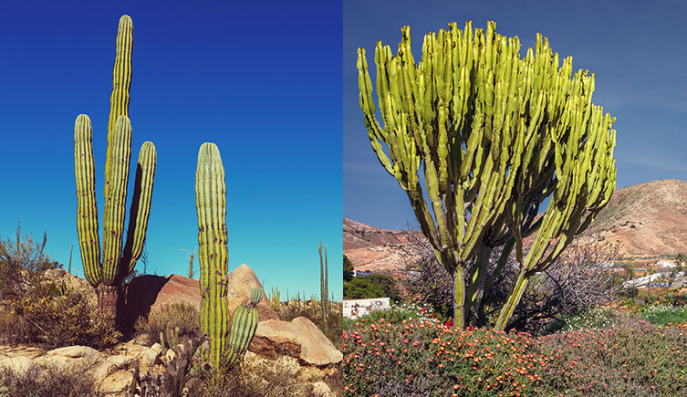 Two desert environments, one featuring a couple of large cactus plants with vertical, ridged, cylindrical stems, the other a Euphorbia known as the candelabra tree, which has lots of branched vertical stems with pronounced flattened ridges