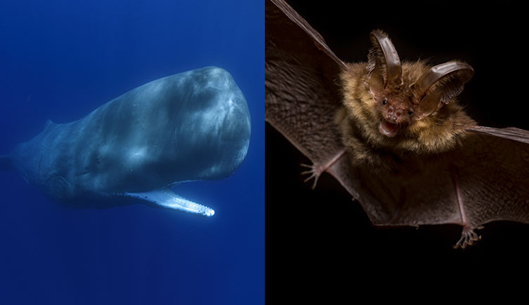 Side-by-side images of an open-mouthed sperm whale swimming underwater and a brown long-eared bat flying towards the camera