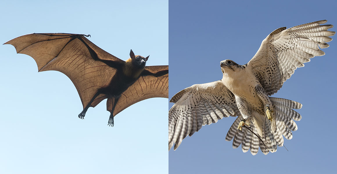 Side-by-side images of two very different flying animals with their wings outstretched: a bat and a peregrine falcon