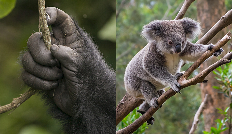 Close-up of a gorilla's hand holding onto a vine next to a photo of a koala climbing a tree, with its opposable digits wrapped around a branch