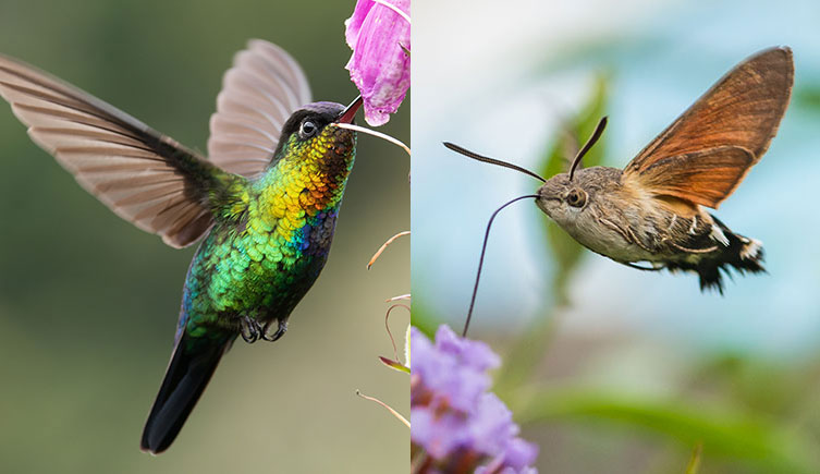 Close-up of a hovering hummingbird with iridescent feathers, which has its beak inserted into a flower next to a close-up of a hummingbird hawkmoth mid-flight with its long, thin mouthpart inserted into a flower