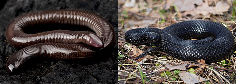 Side-by-side close-ups of a coiled brown caecilian and coiled black snake. The body of the caecilian looks segmented and the snake has scales.