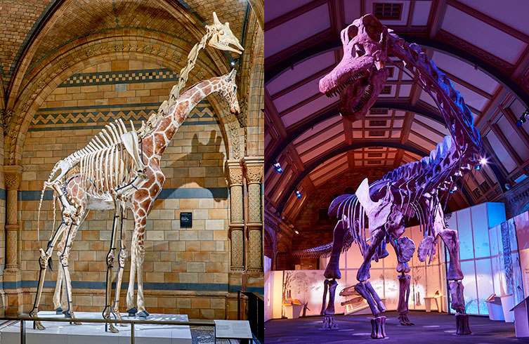 Long-necked specimens: A taxidermy giraffe and skeleton in Hintze Hall and a Patagotitan dinosaur skeleton in the Titanosaur exhibition