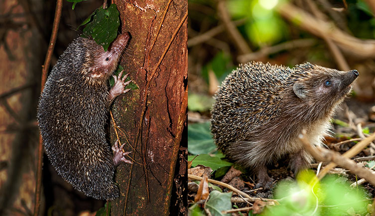 Side-by-side images of a tenrec climbing a tree trunk at night, showing its short spines, long nose and claws, and a prickly hedgehog walking in undergrowth