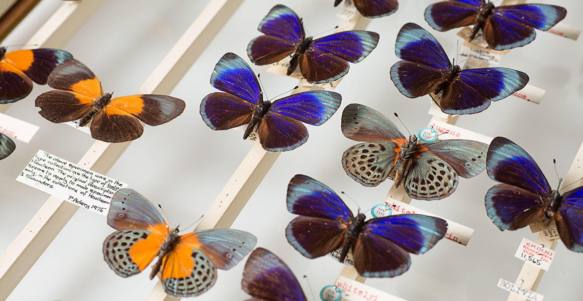 Colourful Asterope butterflies