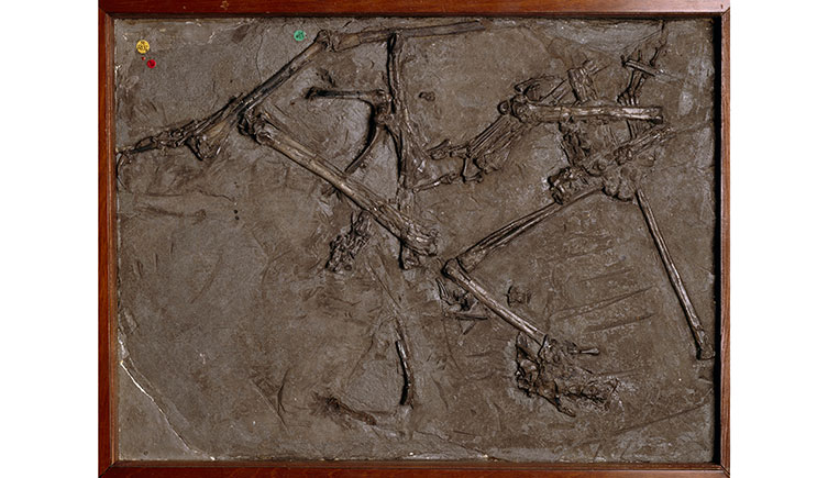 A fossil specimen of a pterosaur embedded in rock.