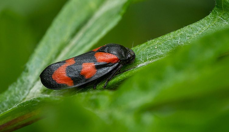 A red and black bug on a green plant