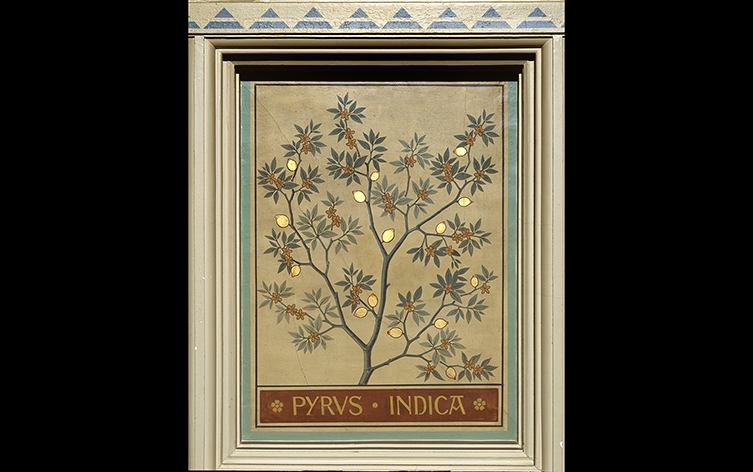 A panel featuring the Indian pear