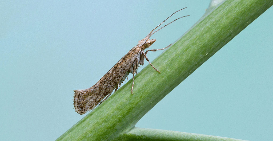 An adult diamondback moth