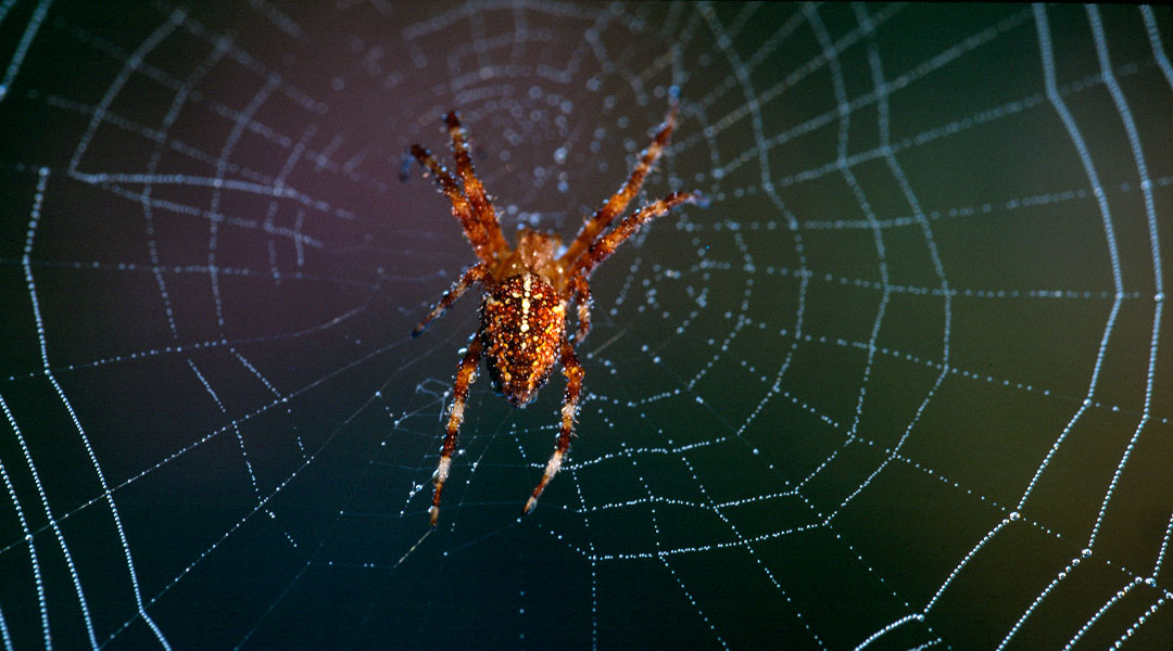 Garden spider on its web
