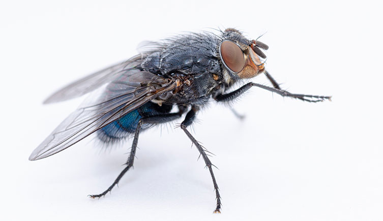 An adult blow fly