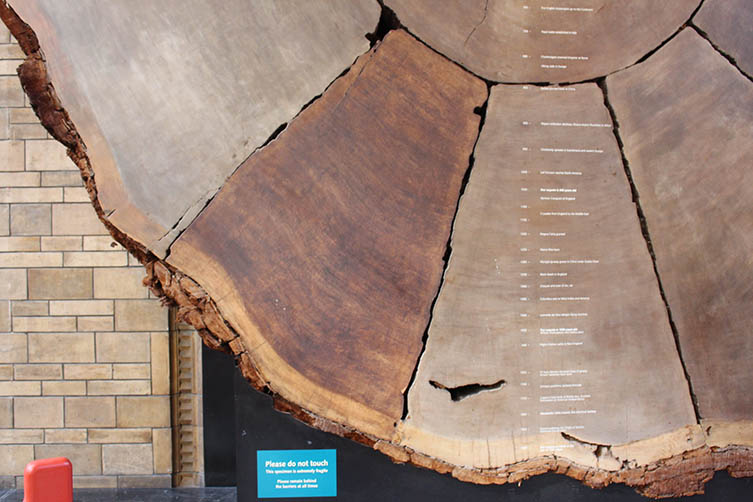 The sequoia was treated with resin, one segment at a time