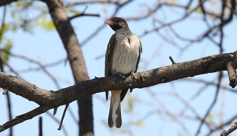 A greater honeyguide perched in a tree. The bird is dark brown with a light belly and a pale beak.