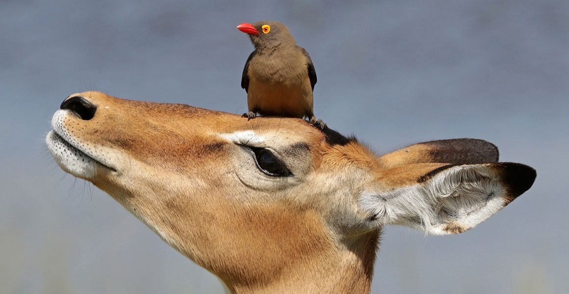 An red-billed oxpecker sits on an impala's head.