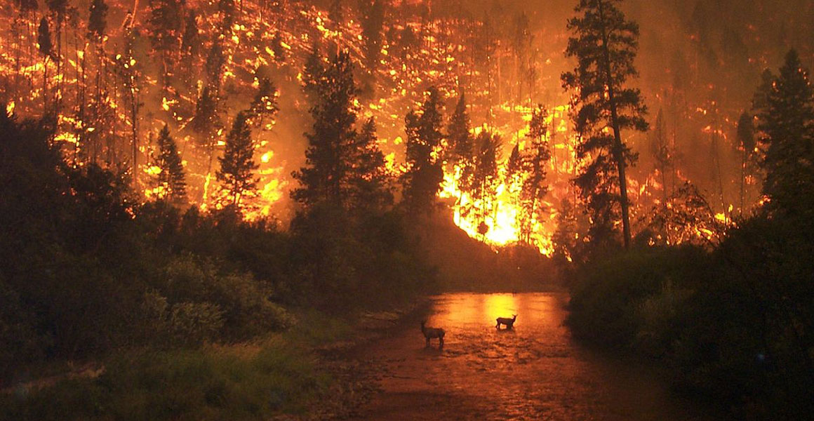 A silhouette of two deer in water as a bright fire blazes behind them.