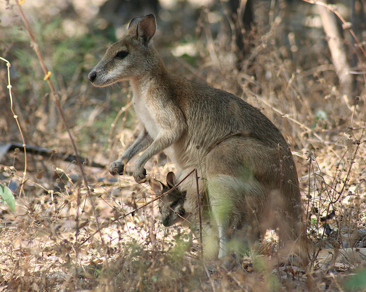 A wallaby stands in the brushes with a joey in it's pouch.